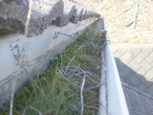 雨トイの　洗浄前